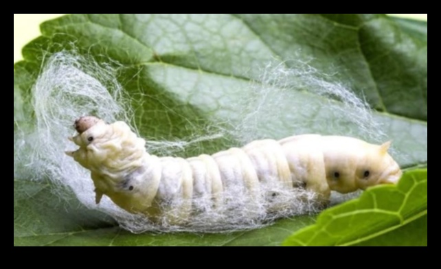 Zīds un serikultūra: mākslinieciskās reprezentācijas Āzijas kultūrā